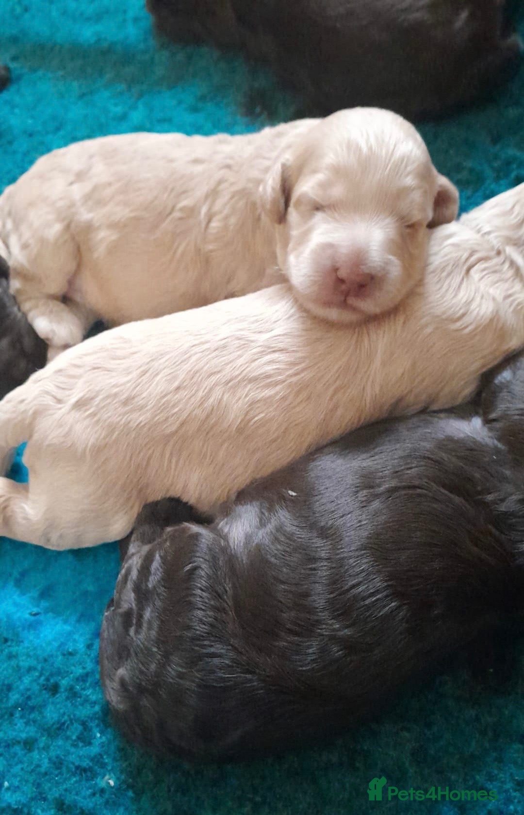 Australian Labradoodle dogs for sale:     🐾 Adorable Australian Labradoodle Puppies  - Advert 1
