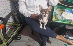 Mixed Breed dogs for sale: Lovely Little Dogs (Brothers) - Image 5
