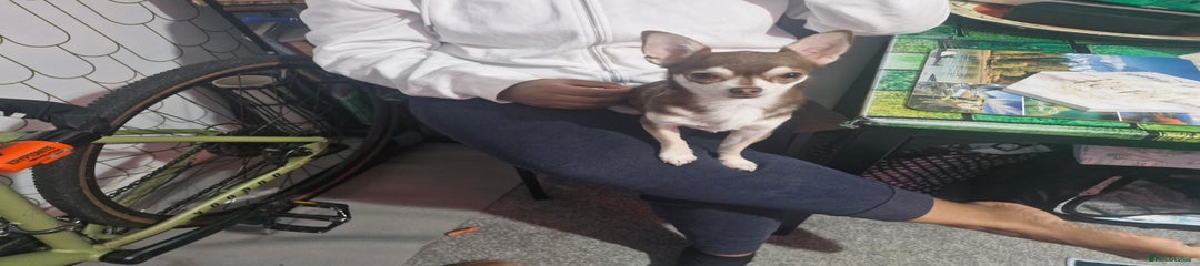 Mixed Breed Puppy 1 (Biscuits)