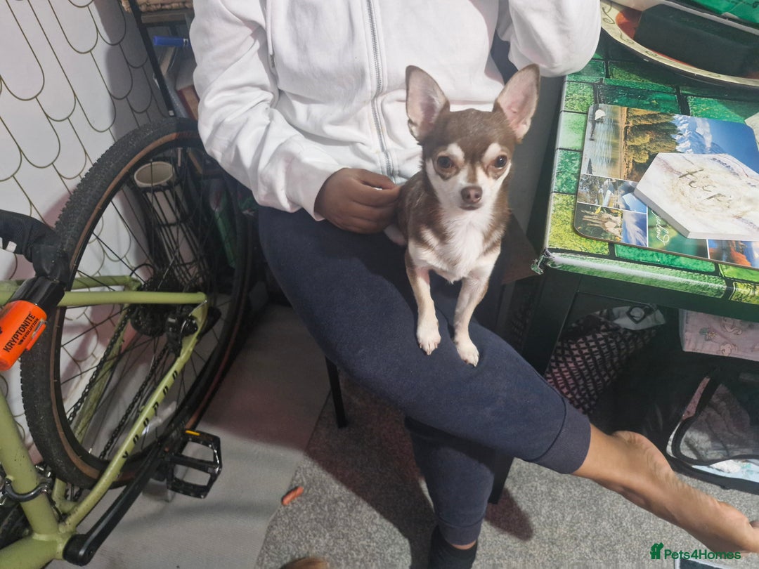 Mixed Breed dogs for sale: Lovely Little Dogs (Brothers) - Image 5
