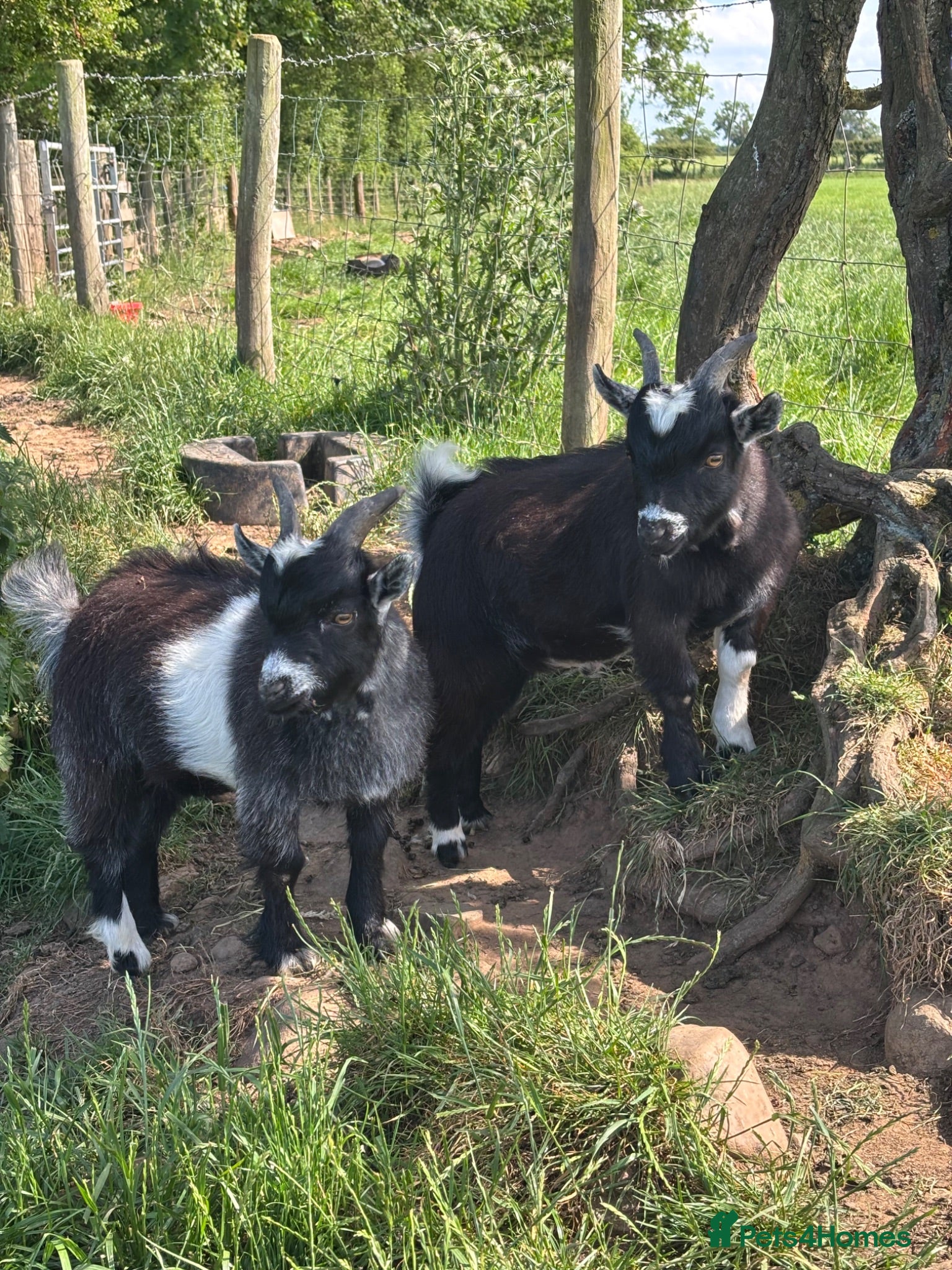 Goats livestock 2 Billy Pygmy Goats - Advert 1