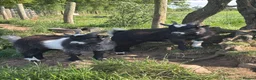 Goats livestock for sale: 1 Billy Pygmy Goat - Advert 2