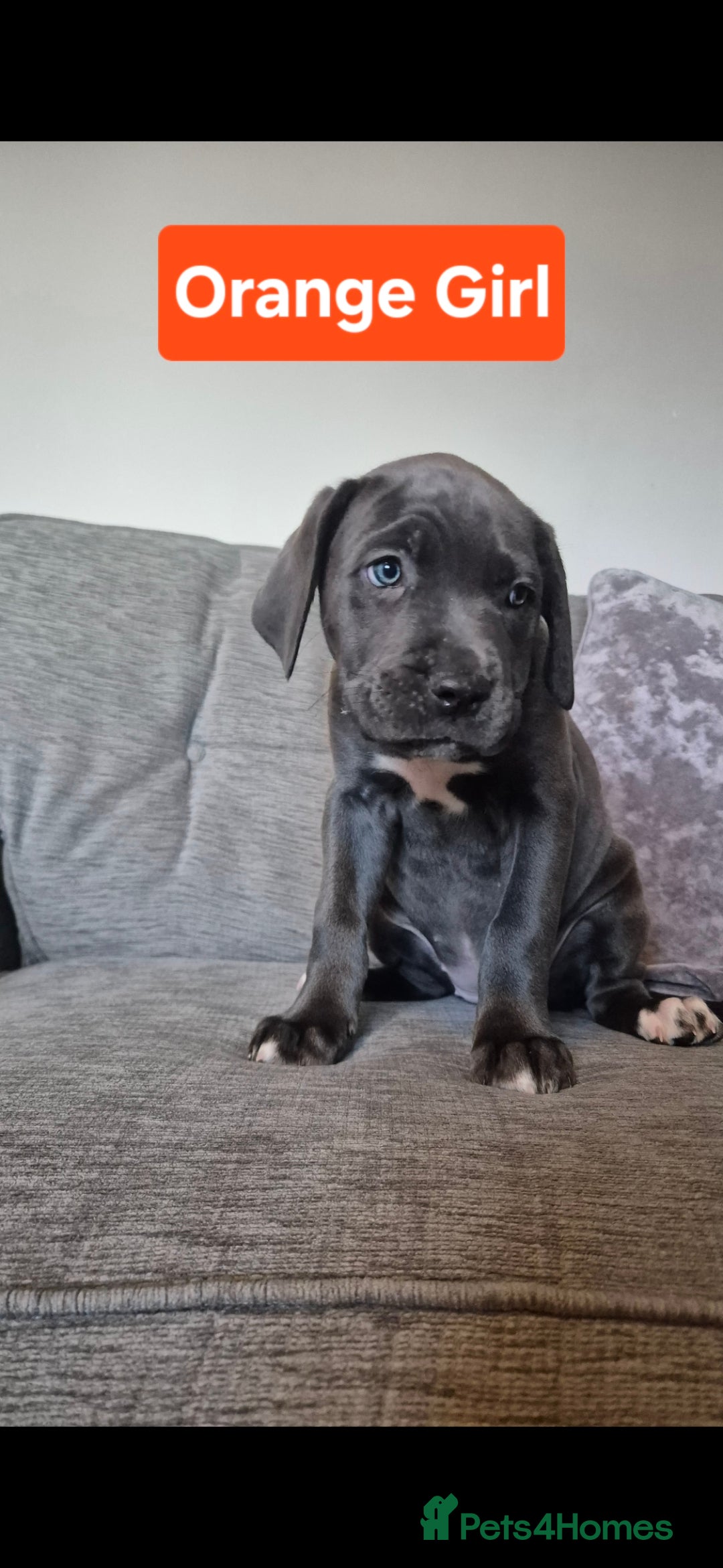 Cane Corso dogs for sale: Ready for new homes, cane corsos.  - Advert 16