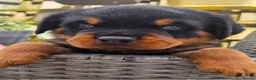 Rottweiler dogs for sale: !!! 1 BOY LEFT !!!  - Advert 1