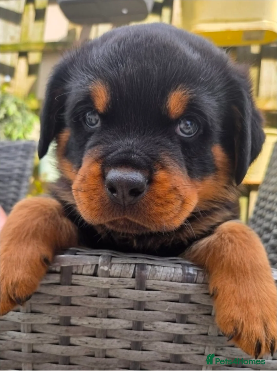 Rottweiler dogs for sale: !!! 1 BOY LEFT !!!  - Advert 1