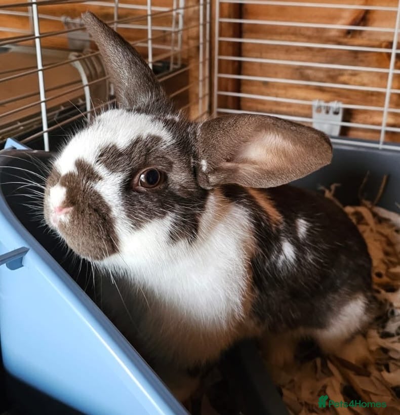 Mini Lop rabbits Trrrtrtttrttytrr I eerrrtrrtrrreeerrrrrrrrrreereee - Advert 8