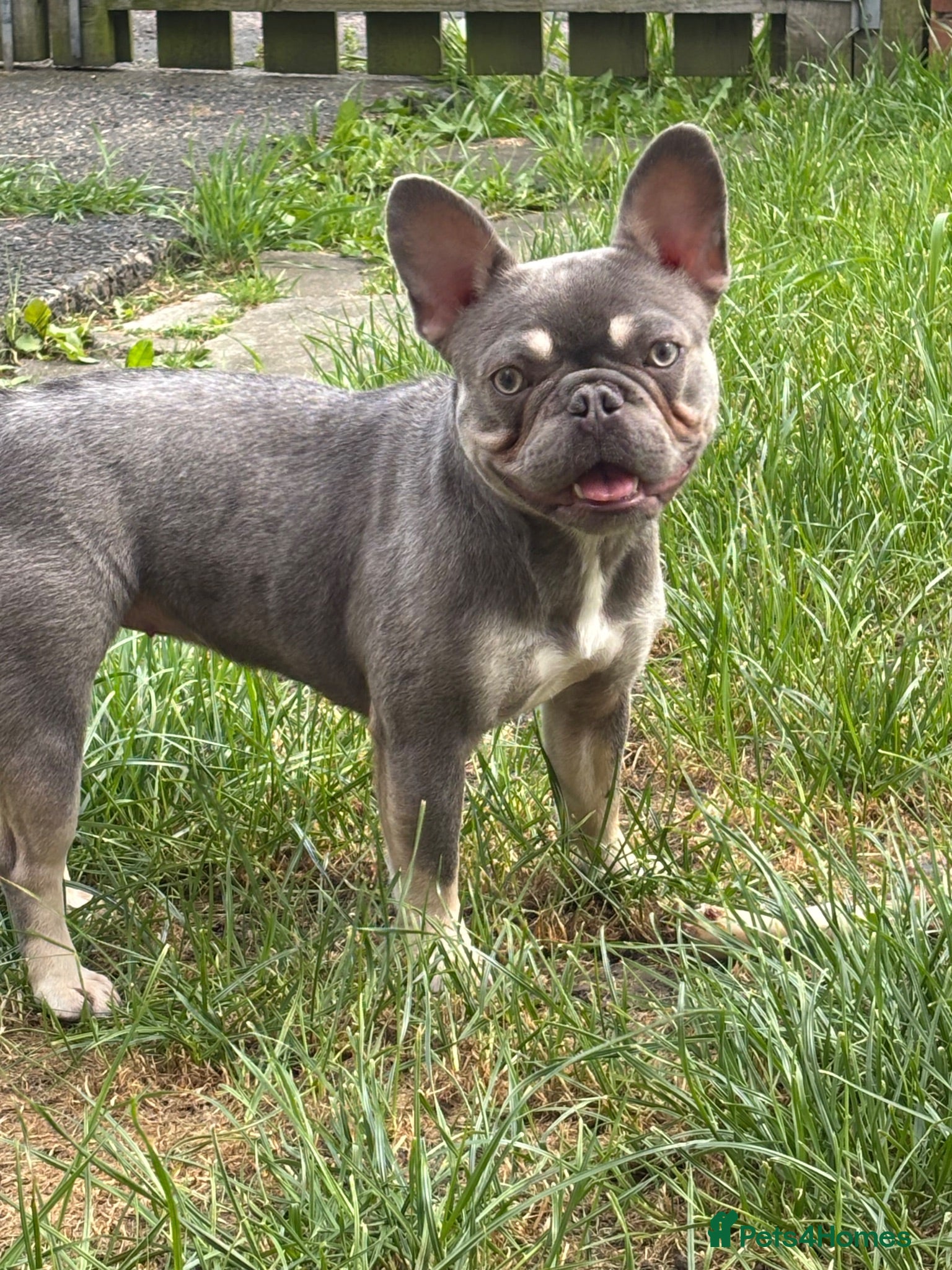 French Bulldog dogs Gorgeous silver & fawn French bulldog bitch - Advert 10
