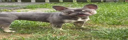 French Bulldog dogs for sale: Gorgeous silver & fawn French bulldog bitch - Advert 1