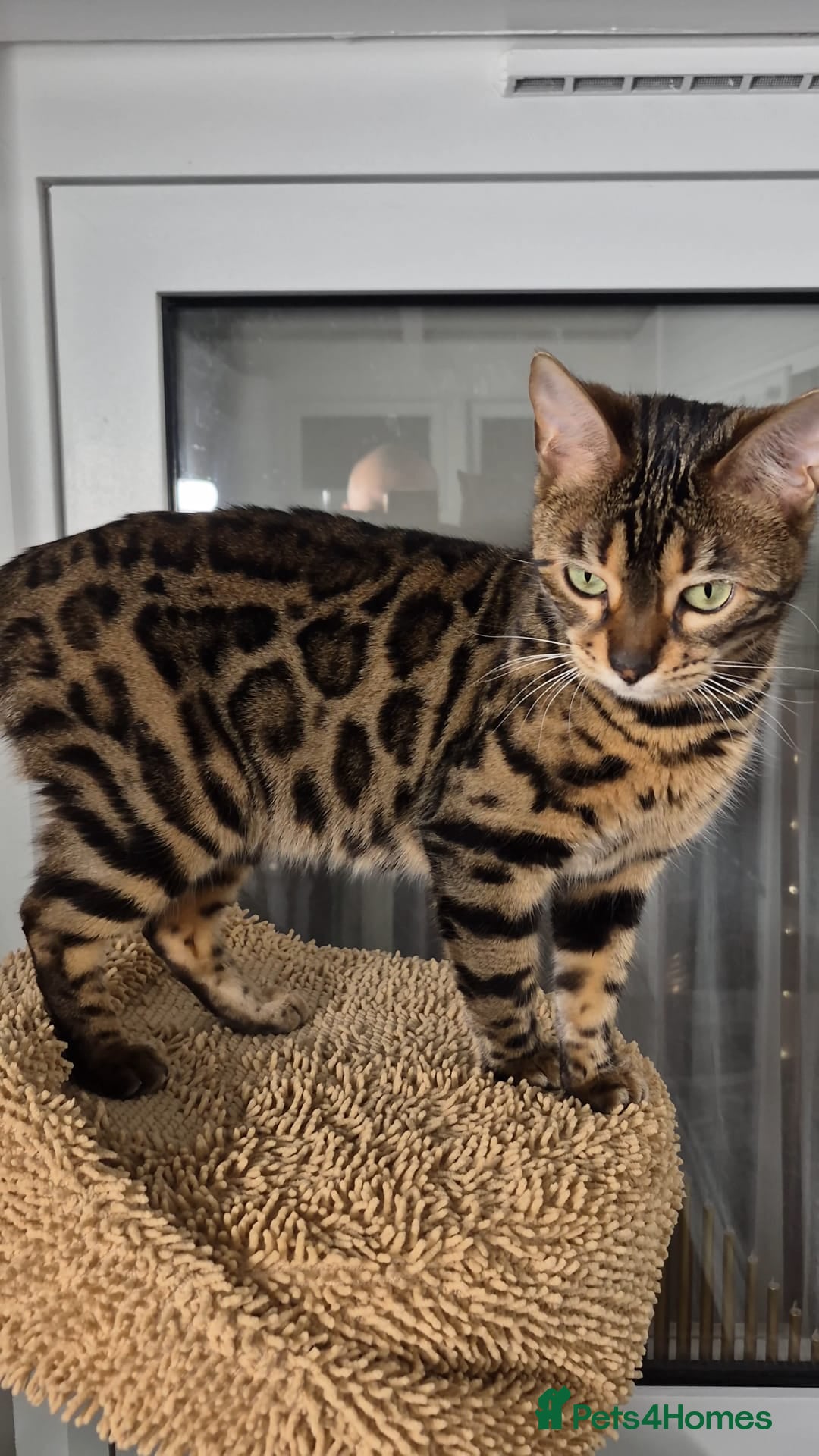 Bengal cats for sale: Bengal girl - Advert 1