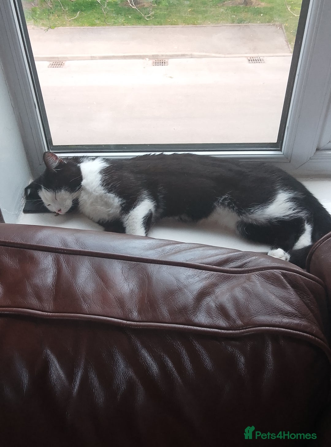 British Shorthair cats for sale: Cosmo - Image 2