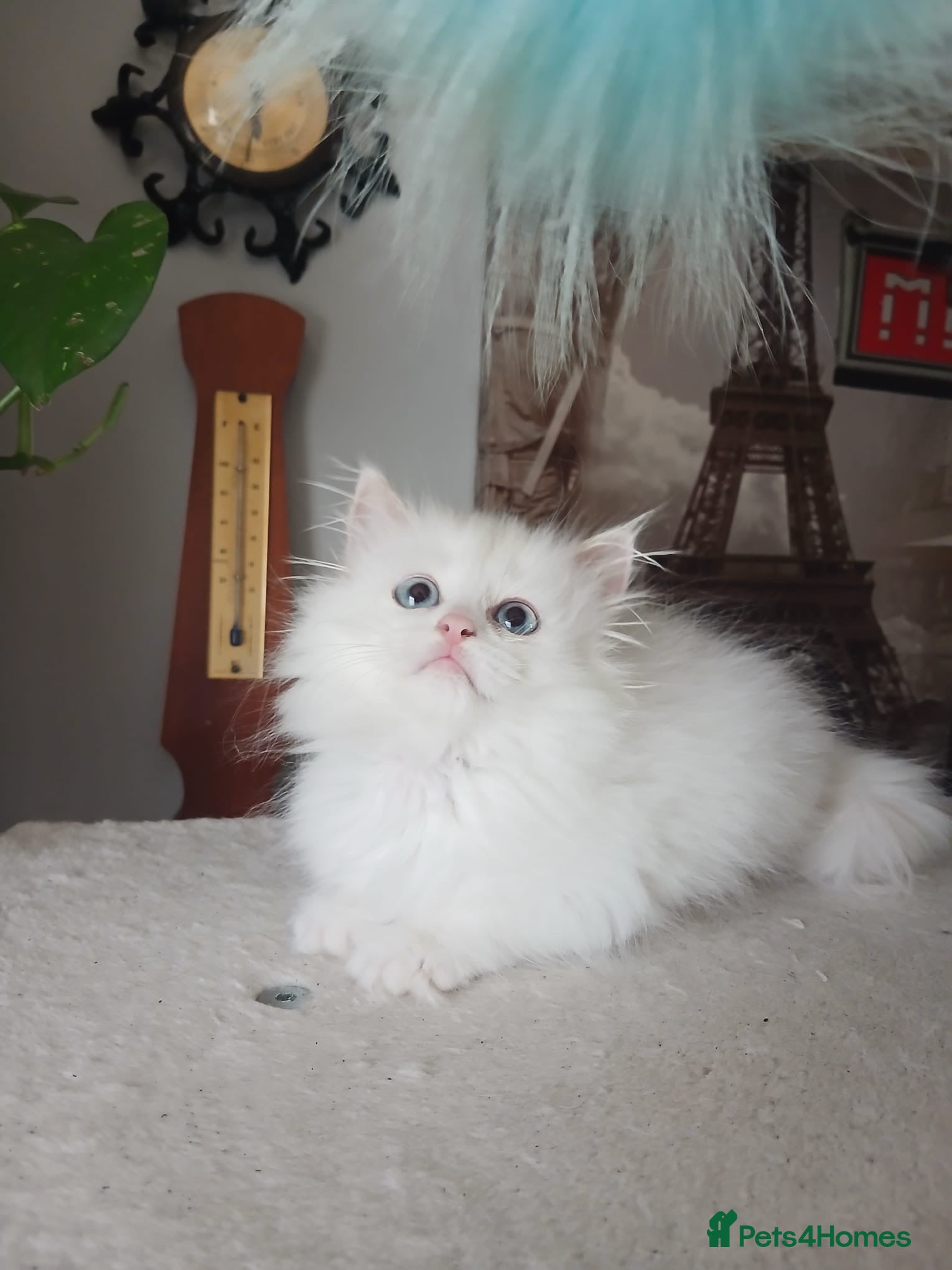Siberian cats Purebred Siberian male kittens. - Advert 1