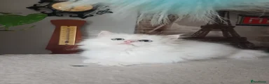 Siberian 2