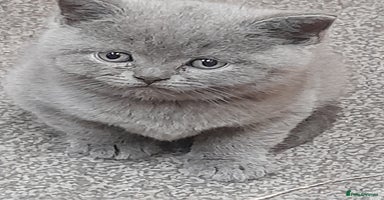 British Shorthair cats - Advert 6