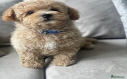 Poochon dogs for sale: Stunning litter - Image 20