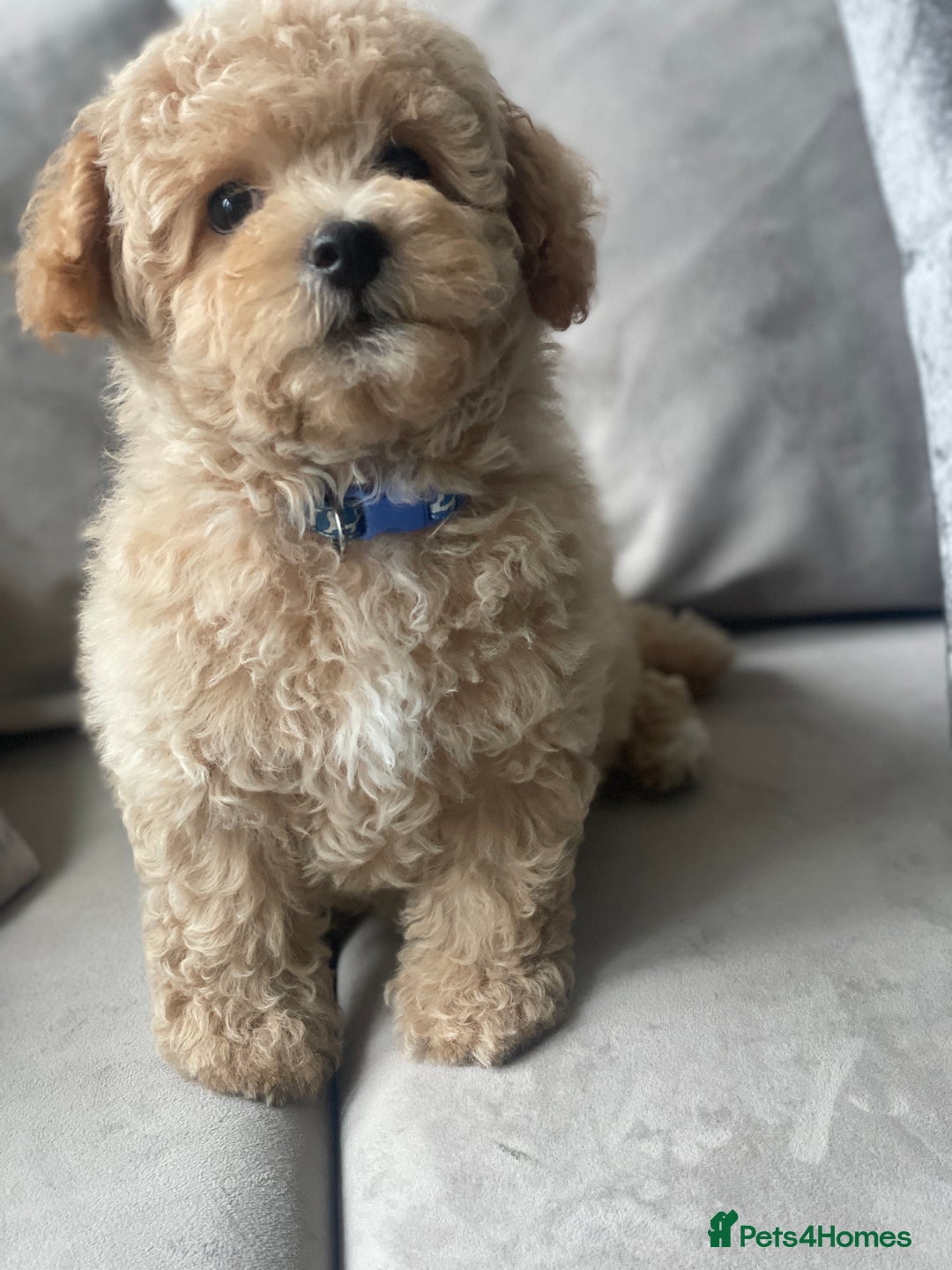 Poochon dogs for sale: Stunning litter - Image 20
