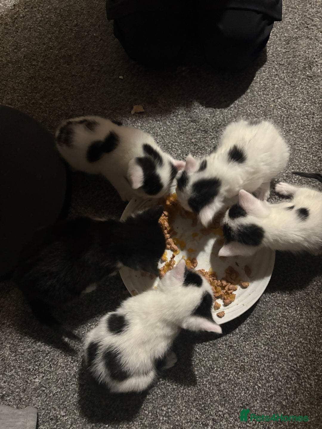 Mixed Breed cats for sale: Beautiful Kittens For Sale  - Advert 13