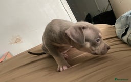 American Bully dogs for sale: Beautiful American bully puppies for sale - Image 1