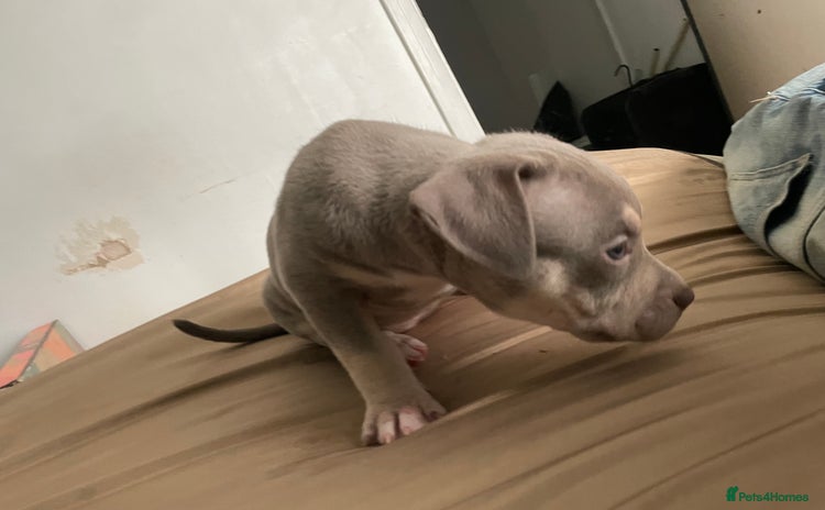 American Bully dogs - Advert 10