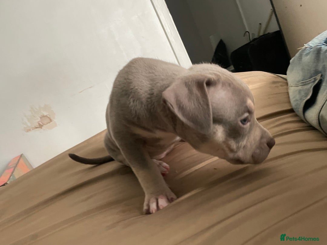 American Bully dogs for sale: Beautiful American bully puppies for sale - Image 1