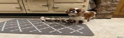 Cavalier King Charles Spaniel dogs for sale: Cavalier King Charles Pups - Advert 8