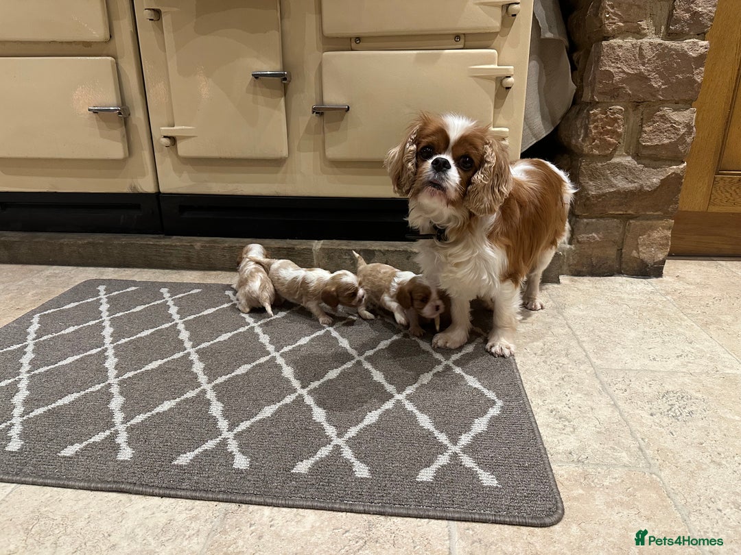 Cavalier King Charles Spaniel dogs for sale: Cavalier King Charles Pups - Advert 8