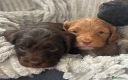 Cockapoo dogs for sale: Cockapoo Puppies - Image 11
