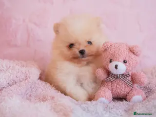 Pomeranian dogs Pomeranian Boys Available to Reserve - Advert 16