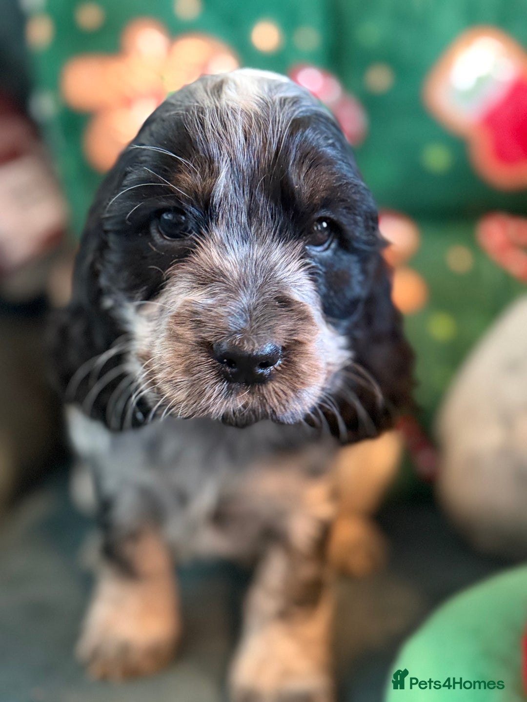 Cocker Spaniel dogs for sale: Stunning Blue Roan Pups Available - Advert 14