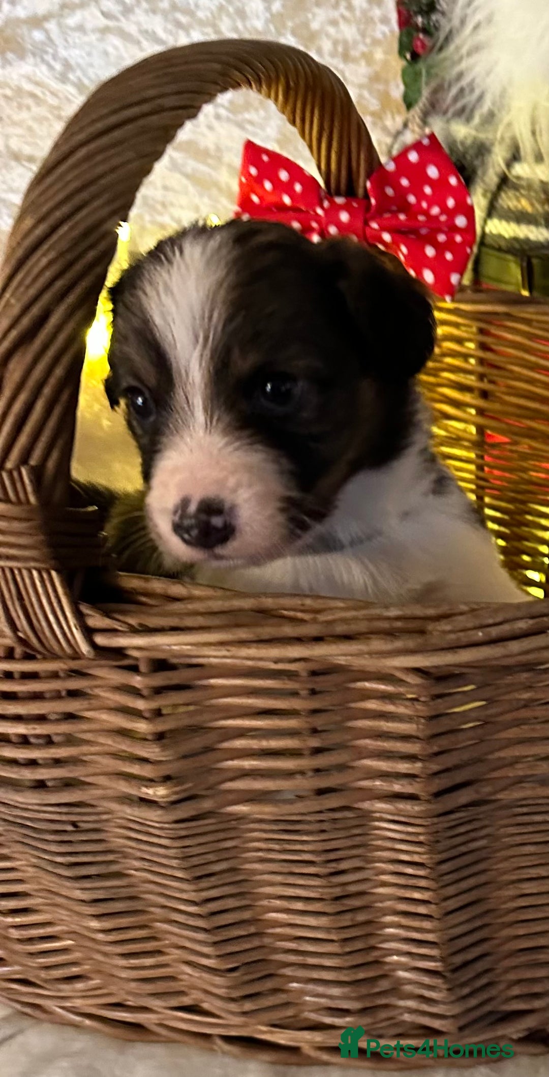 Border Collie dogs for sale: Boarder collie pups  - Advert 19