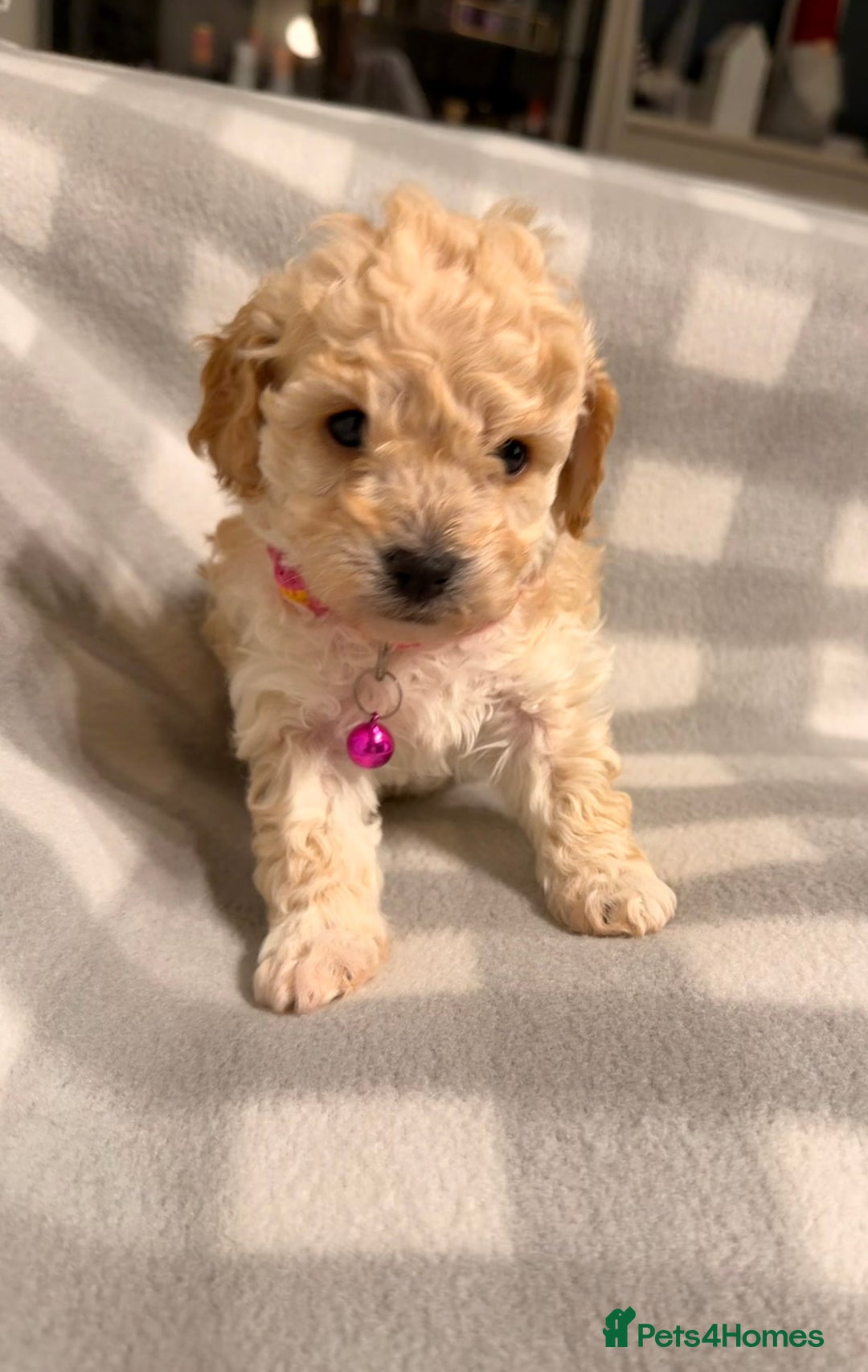 Cavapoochon dogs for sale: Cavapoochon Puppies Available From 12th January - Advert 6