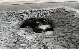 Shih Tzu dogs for sale: Imperial shi tzu babies  - Image 19