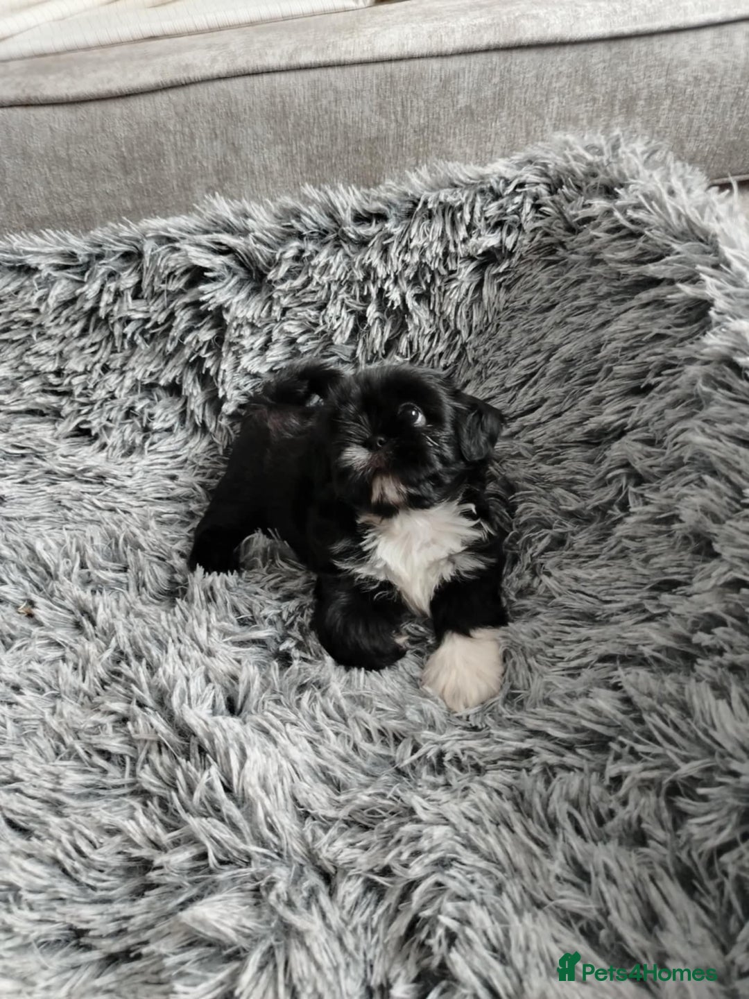 Shih Tzu dogs for sale: Imperial shi tzu babies  - Image 19