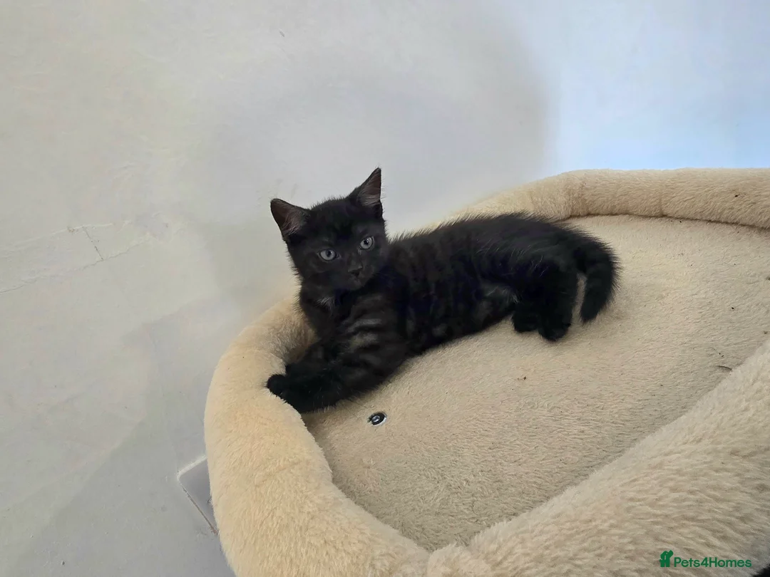 Siberian cats for sale: Mixed breed siberian father - bengal tabby mother - Advert 11