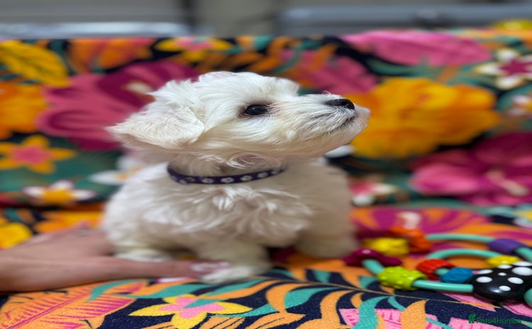 Maltese dogs - Advert 1