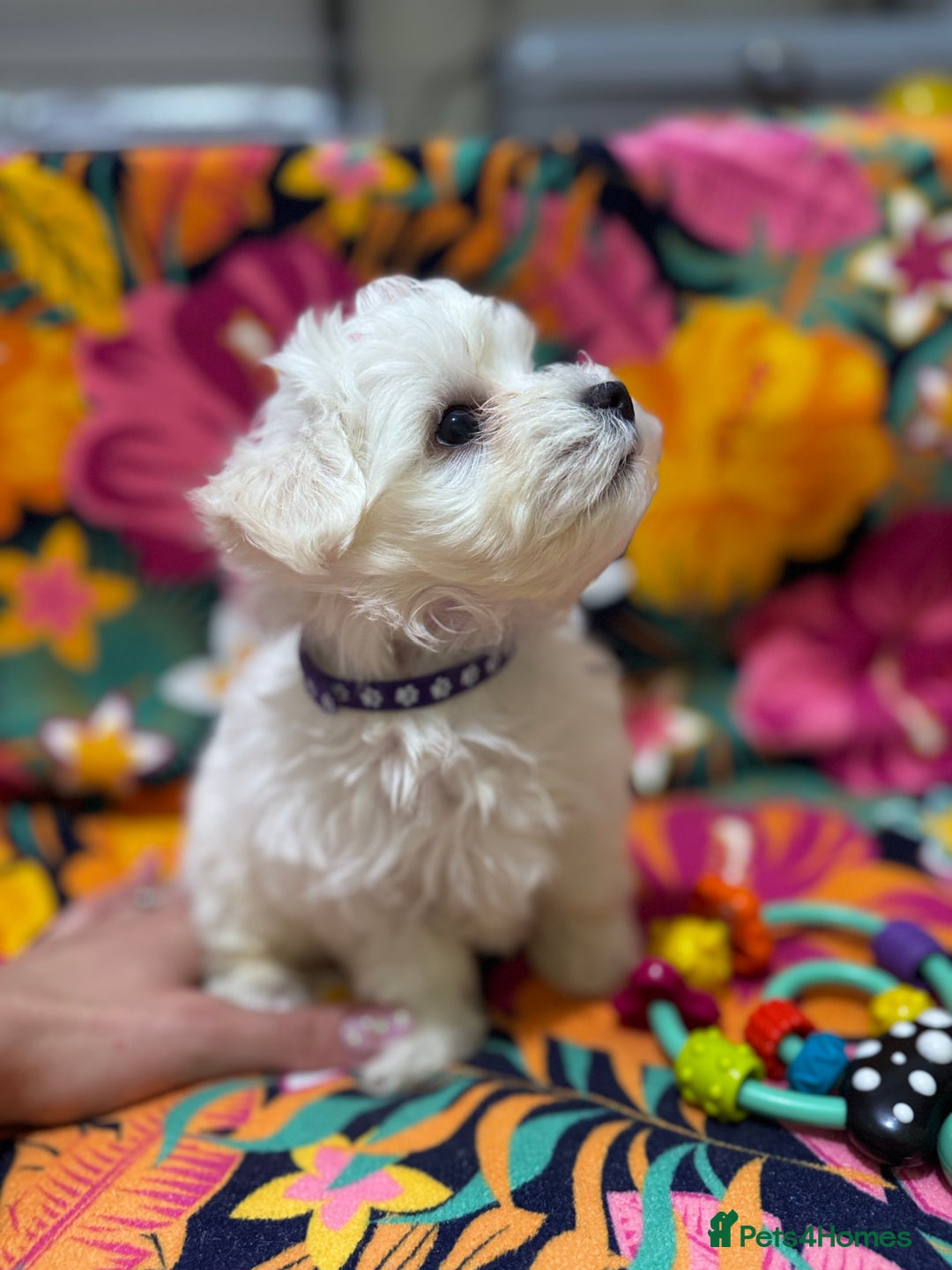Maltese dogs for sale: Maltese Puppies - Image 1