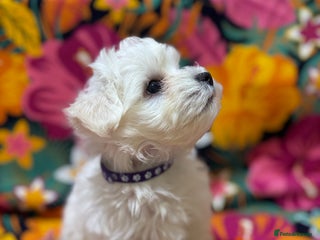 Maltese dogs - Advert 3