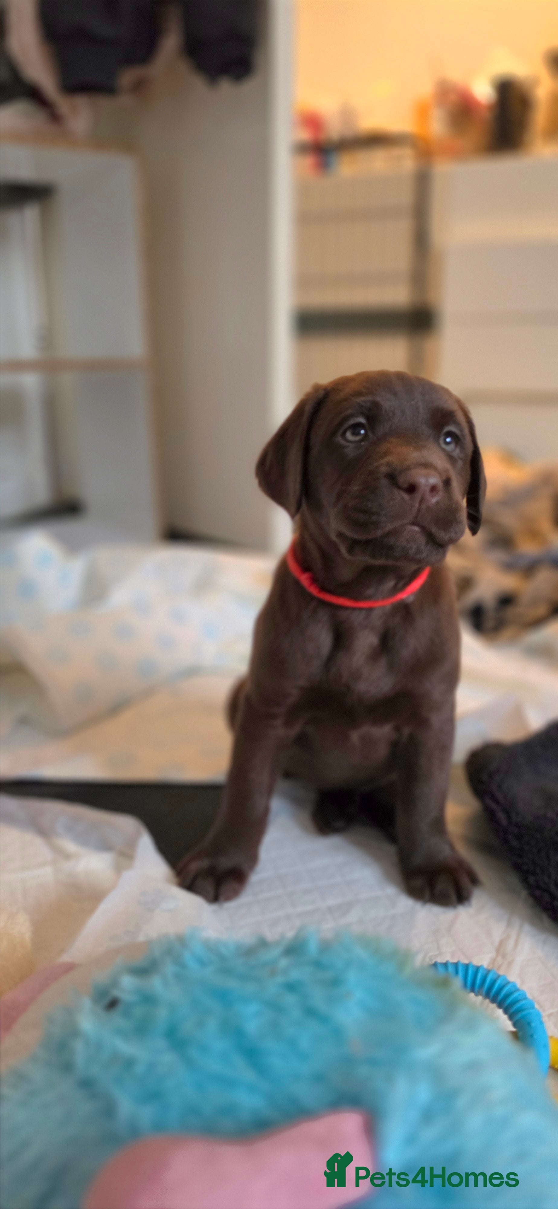 Labrador Retriever dogs KC REG CHAMPION BLOODLINE PUPPIES 🏆🍫 - Advert 2