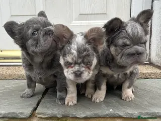 French Bulldog dogs Fluffy French bulldogs carrying pink and testable - Advert 5