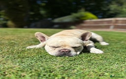 French Bulldog dogs for stud: 🔥 SIMBA 🔥 French Bulldog for Stud - Advert 12