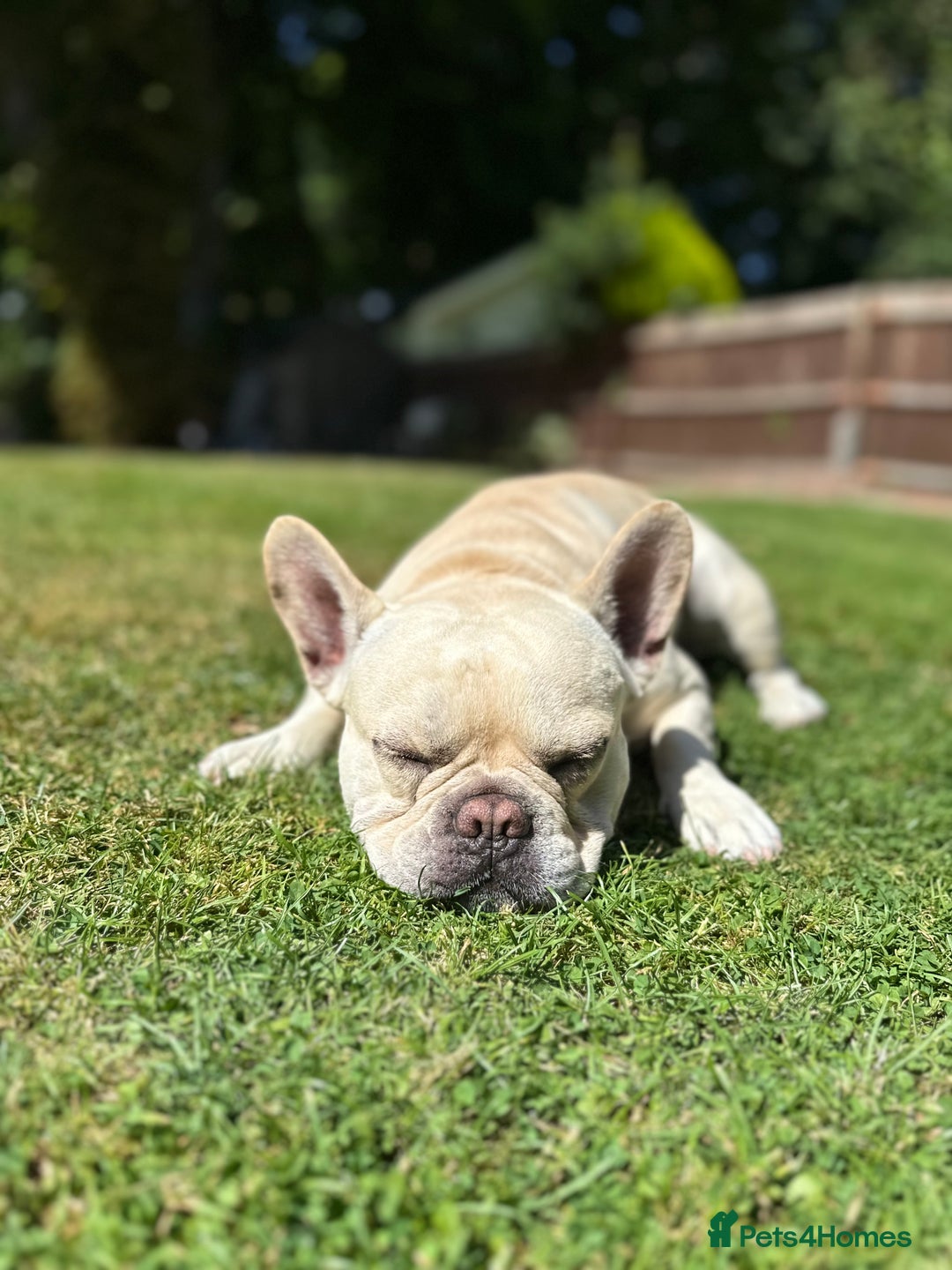 French Bulldog dogs for stud: 🔥 SIMBA 🔥 French Bulldog for Stud - Advert 12