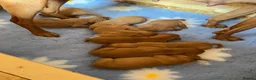 Hungarian Vizsla dogs for sale: Championship Bloodline Pedigree Hungarian Vizslas - Advert 5