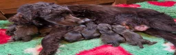 Cocker Spaniel dogs for sale: 6 CHOCOLATE KC WORKING TYPE COCKER SPANIEL - Advert 22