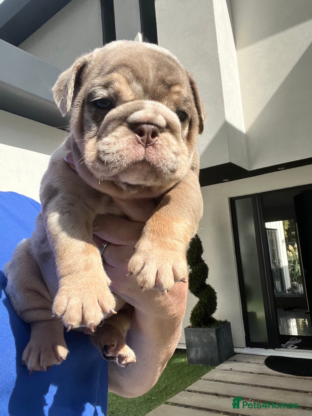 English Bulldog dogs for sale: QUALITY ENGLISH BULLDOG PUPPIES - Image 18