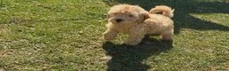 Cockapoo dogs for sale: GorgeousF1 apricot miniature cockapoo puppies  - Advert 4