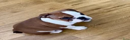 English Bulldog dogs for sale: 3 Red and white English bulldogs KC registered  - Advert 6