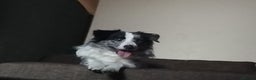 Border Collie dogs for stud: Pure breed Blue merle border collie for stud only in Loughborough - Advert 8