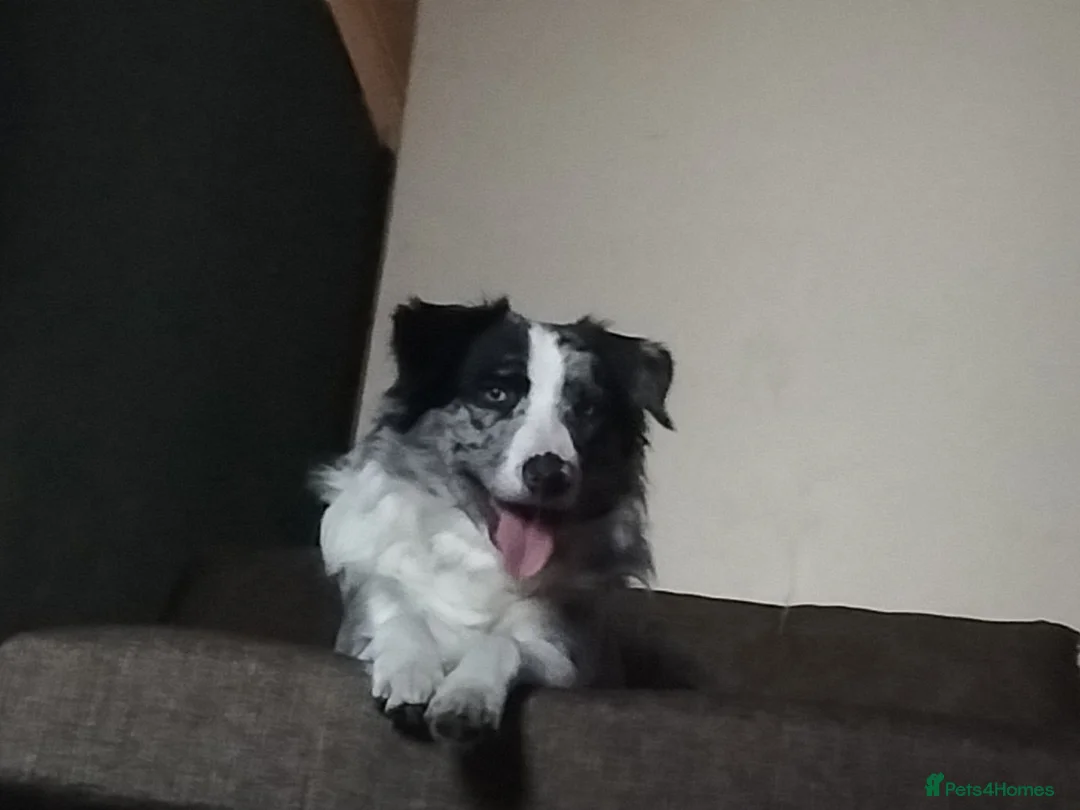 Border Collie dogs for stud: Pure breed Blue merle border collie for stud only in Loughborough - Advert 8