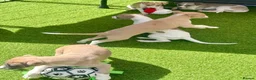 Whippet dogs for sale: Beautiful whippet babies! in Ashton-under-Lyne - Advert 5
