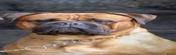Bullmastiff dogs for sale: Stunning KC Registered Bullmastiff Puppies - Advert 4
