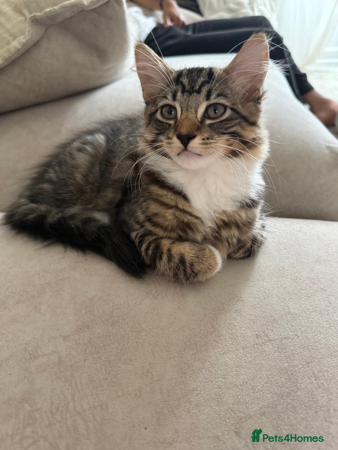Mixed Breed cats for sale: 1 BEAUTIFUL KITTEN LEFT - 1 BOY! - Image 23